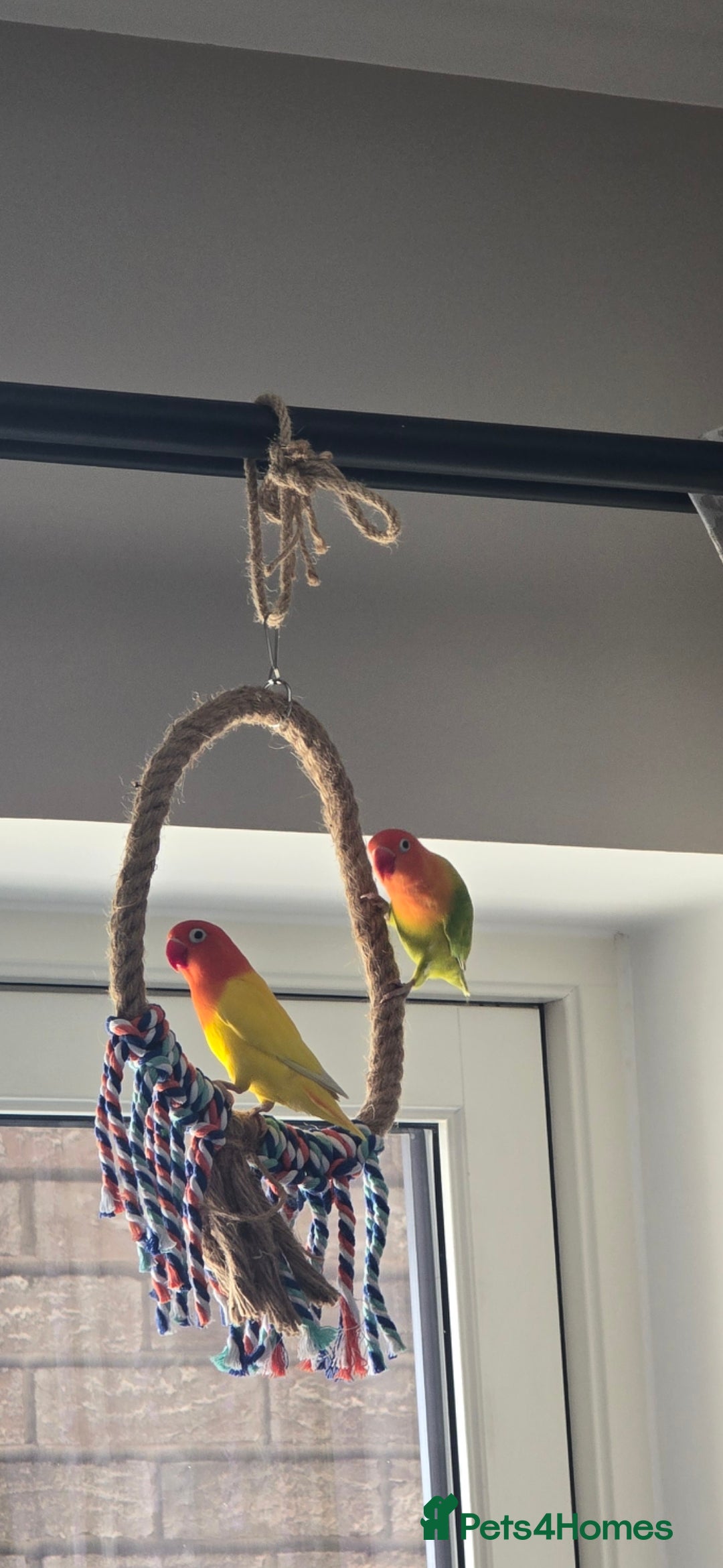 Lovebirds birds for sale: Pair of 7 months lutino lovebirds - Image 2