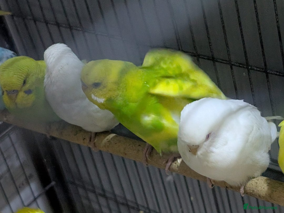 Budgerigars birds for sale: Albino Budgies White and Yellow Colours - Image 4