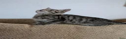 Bengal cats for sale: Playful and Friendly Bengal kittens - Advert 9