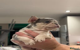 French Bulldog dogs for sale: 4 PUPPYS LEFT 🤍 French bulldog puppies 🤍 - Image 11