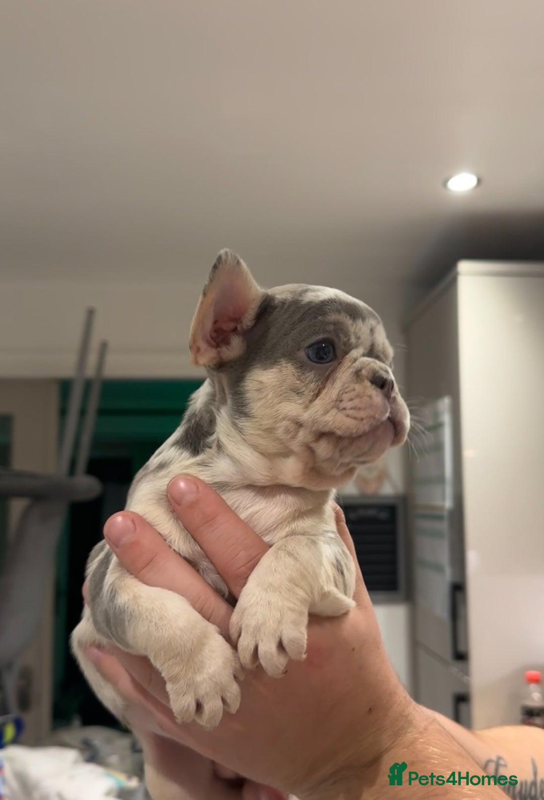French Bulldog dogs for sale: 4 PUPPYS LEFT 🤍 French bulldog puppies 🤍 - Image 11