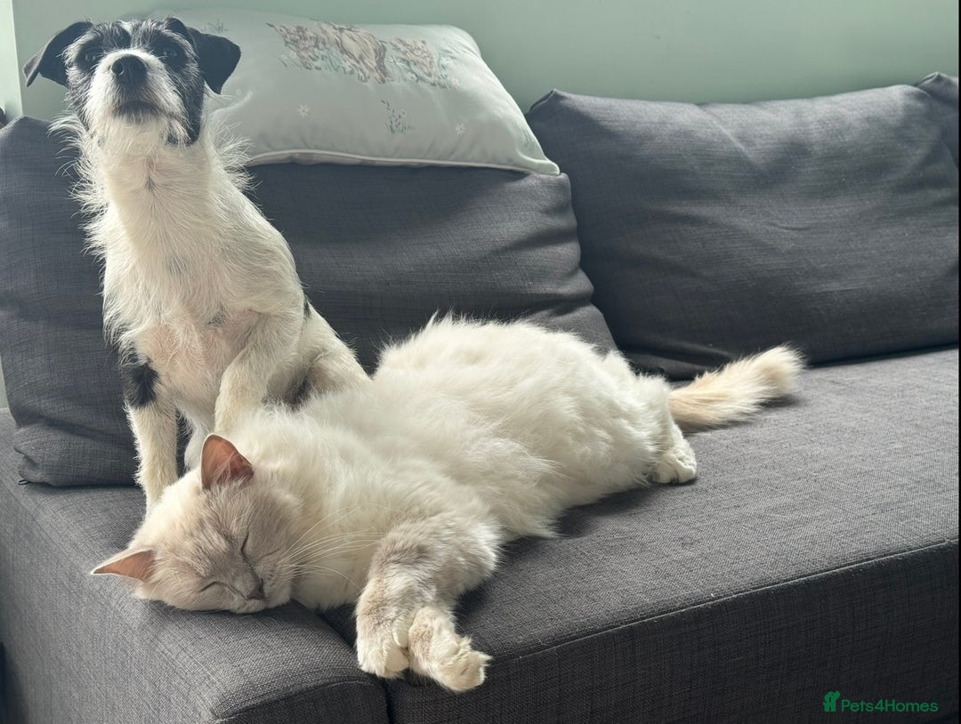 Ragdoll cats for sale: Gorgeous lilac Ragdoll male  - Image 5