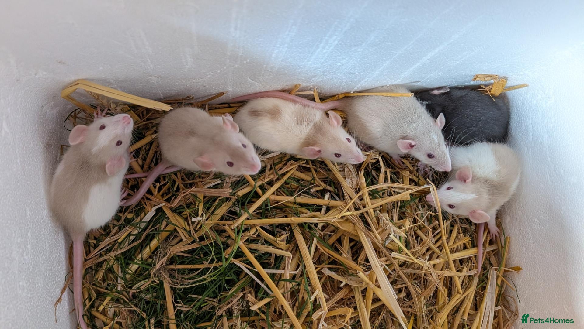 Rat rodents Beautiful baby Dumbo rats - Advert 16