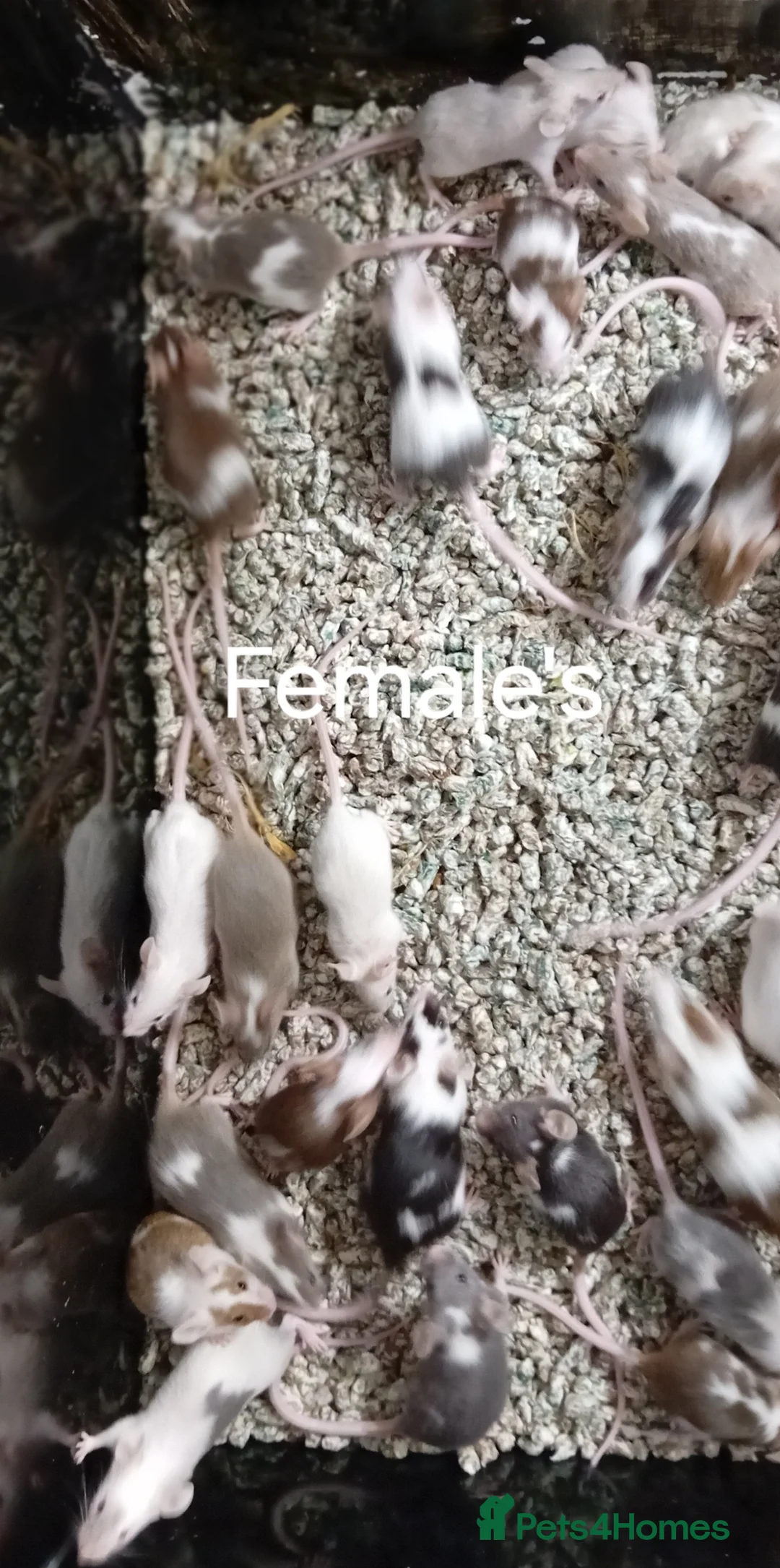 Mouse rodents for sale: Baby Fancy Pet mice , Males and Females - Advert 3