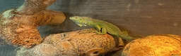 Iguana reptiles for sale: 11 month old green iguana  - Advert 8