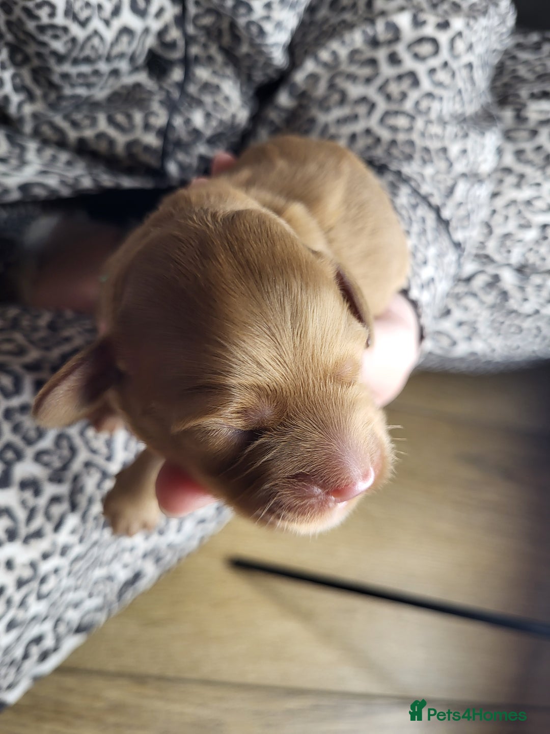 Cockapoo dogs for sale: 🐾 F1bb Red Cockapoo Puppies 🐾 - Advert 6