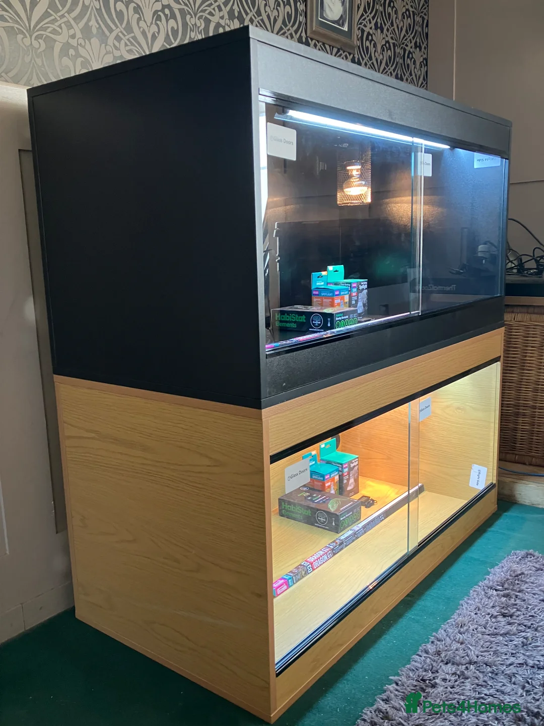 Bearded Dragon reptiles for sale: Bearded Dragon + New Vivarium Setup kit - Advert 2