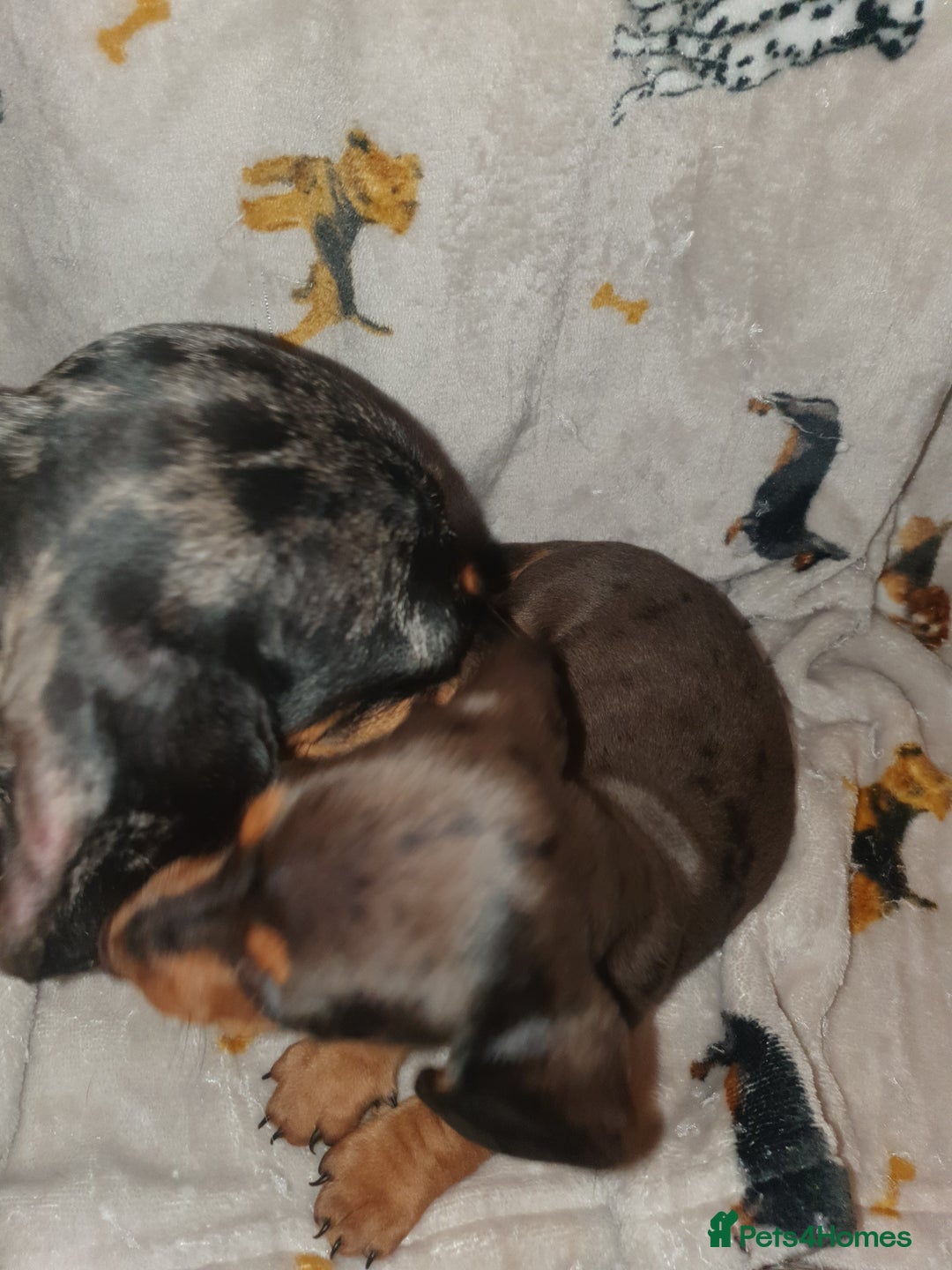 Miniature Dachshund dogs for sale: Minature dachshunds - Advert 5