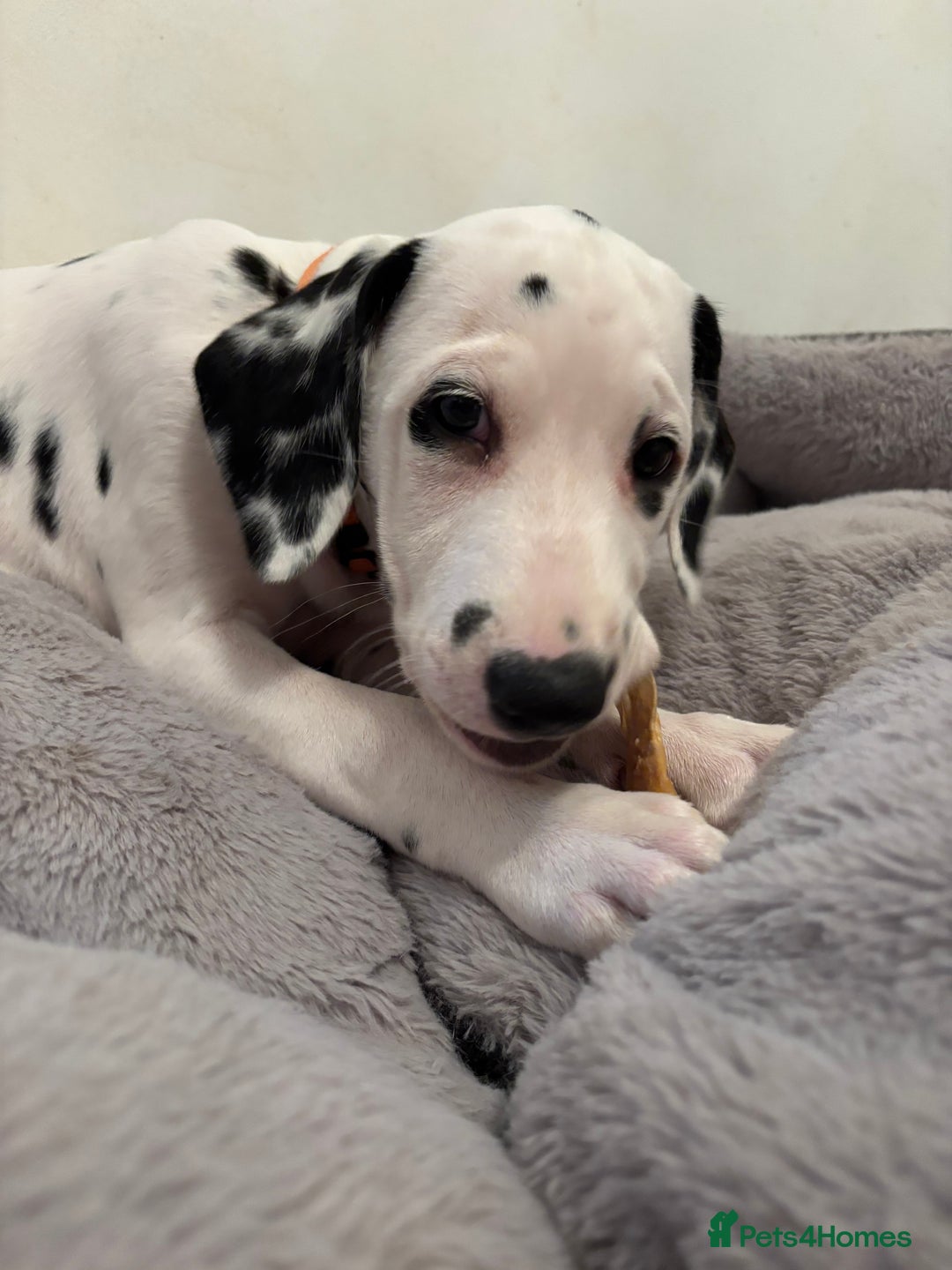 Dalmatian dogs for sale: Stunning mixed litter of Dalmatians  - Advert 39