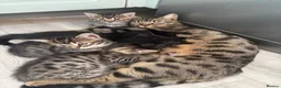 Mixed Breed cats for sale: Bengal cross kittens - Advert 1