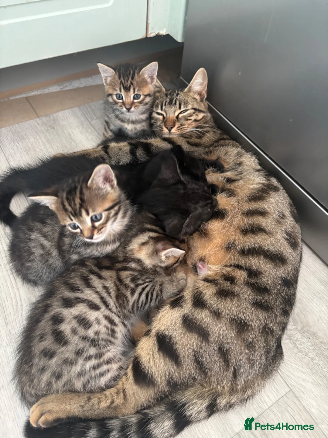 Mixed Breed cats for sale: Bengal cross kittens - Advert 1