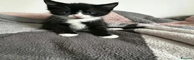Female Tuxedo 