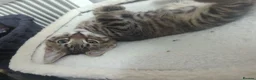 European cats for sale: 2 Gorgeous Tabby Kittens Ready For Forever Homes - Advert 14