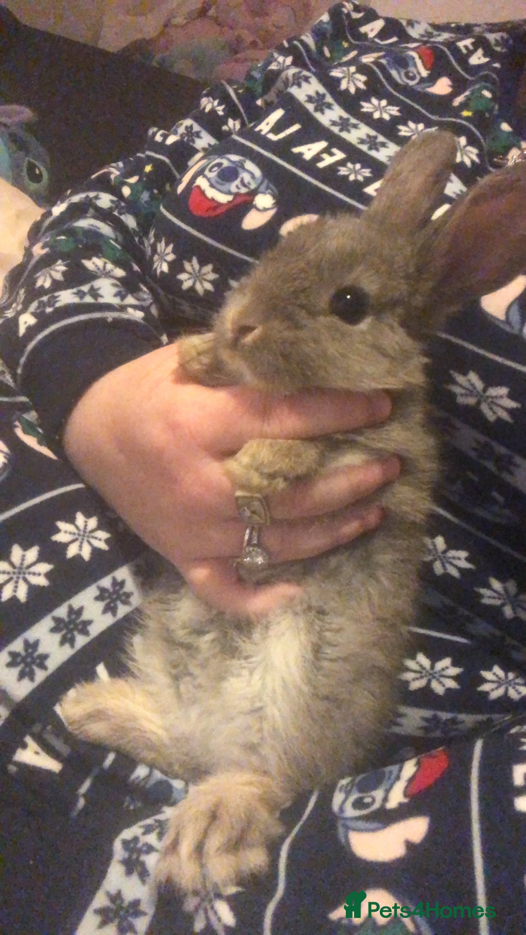 English Lop rabbits for sale: 7 weeks old English lop - Advert 3