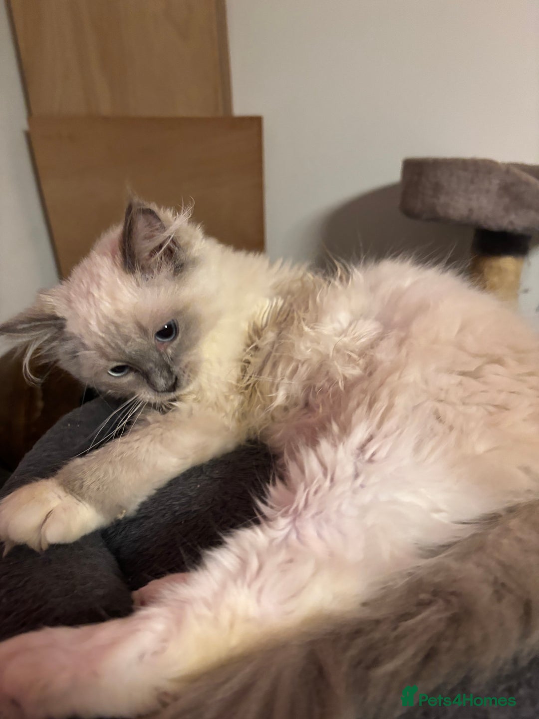 Ragdoll cats for sale: Beautiful ragdoll READY NOW - Advert 10