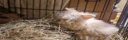 Lionhead rabbits for sale: Purebred double maned super fluffy lionhead girls - Advert 5