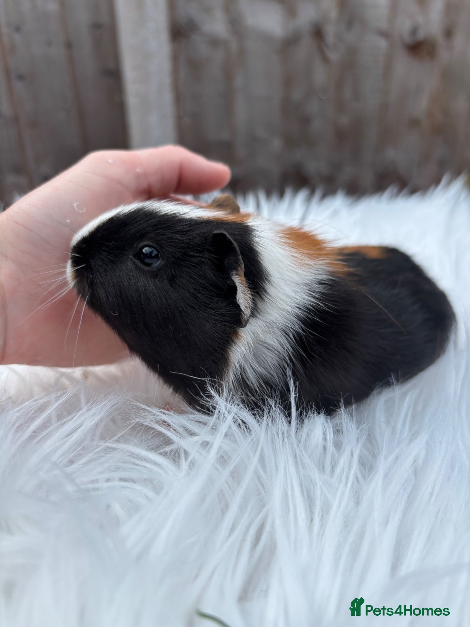 Guinea Pig rodents Baby guinea pigs  - Advert 12