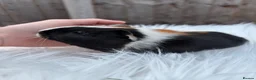 Guinea Pig rodents for sale: Baby guinea pigs  - Advert 4