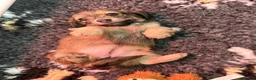 Dachshund dogs for sale: Shaded Cream Long Haired Minature Dachshunds - Advert 3