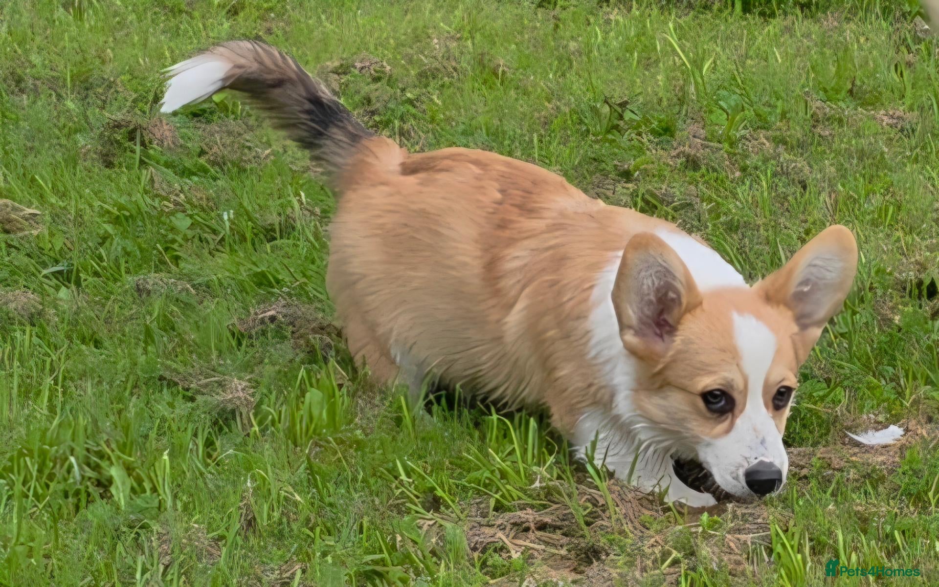 Welsh Corgi Pembroke dogs Corgi Puppies for Loving Homes – 1 Male, 1 Female - Advert 2