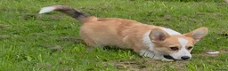 Welsh Corgi Pembroke dogs for sale: Corgi Puppies for Loving Homes – 1 Male, 1 Female - Advert 3