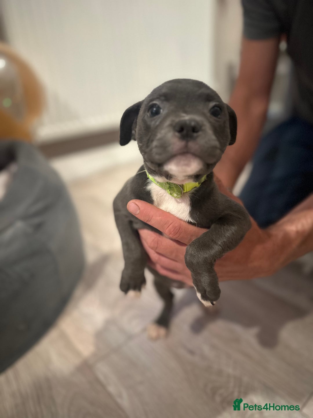 Staffordshire Bull Terrier dogs for sale: Blue staffordshire bull terriors - Image 3