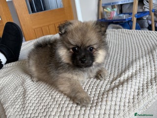 Pomeranian dogs - Advert 2