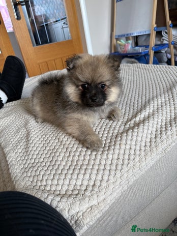 Pomeranian dogs - Advert 3