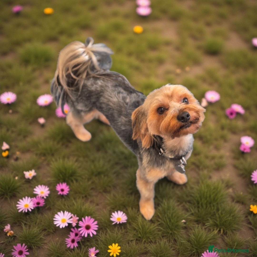 Yorkshire Terrier dogs for sale: Yorkshire Terrier Puppies 2 Boys and 1 Girl - Advert 13
