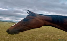 English Thoroughbred horses for sale: Sweet horse looking for solo home - Image 9