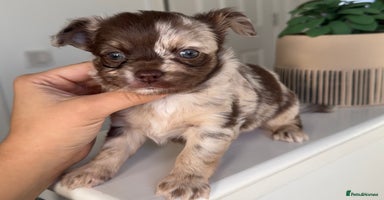 Chihuahua dogs - Advert 13