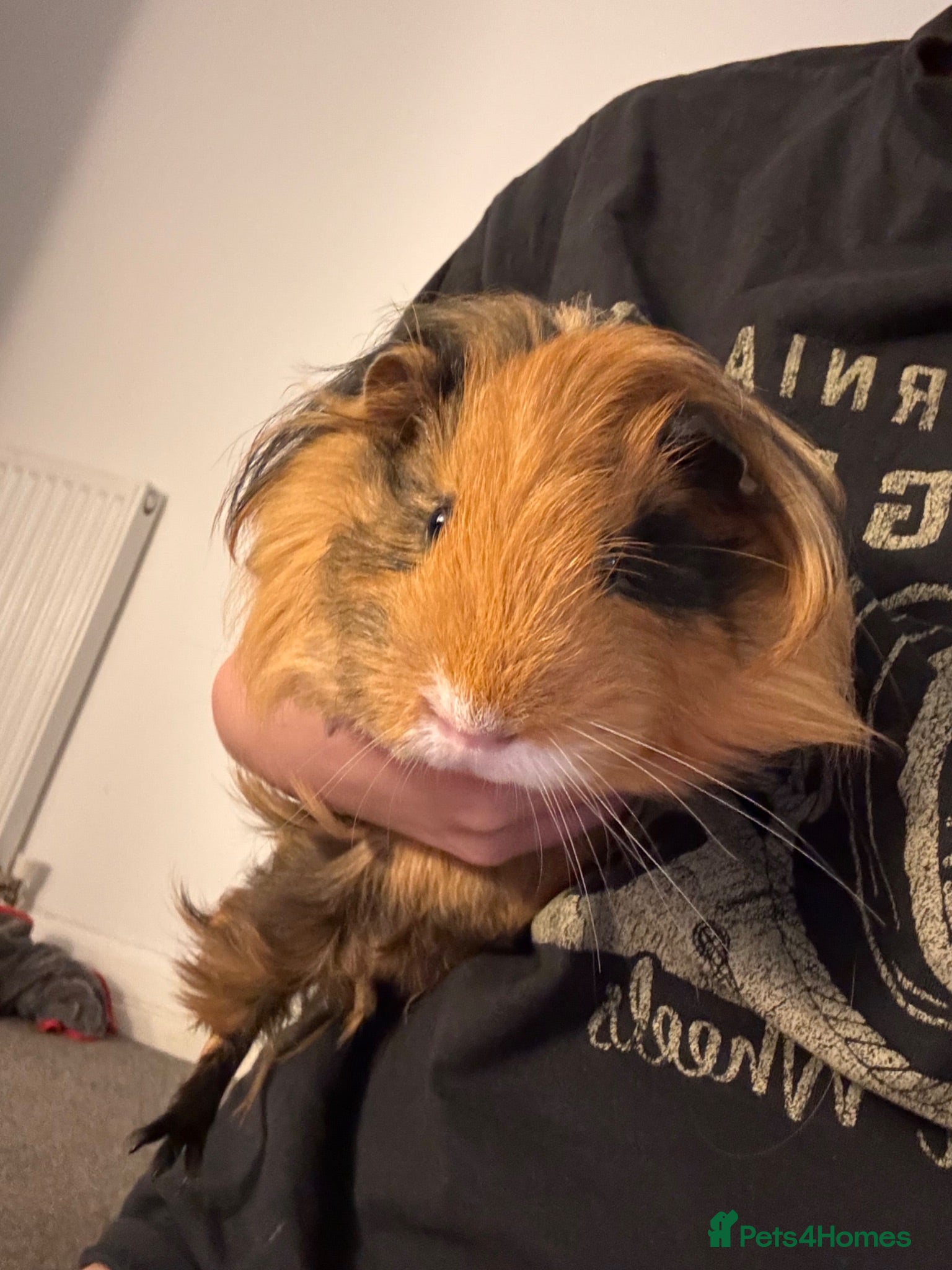 Guinea Pig rodents 2 Boars Guinea pigs 🐹 - Advert 2