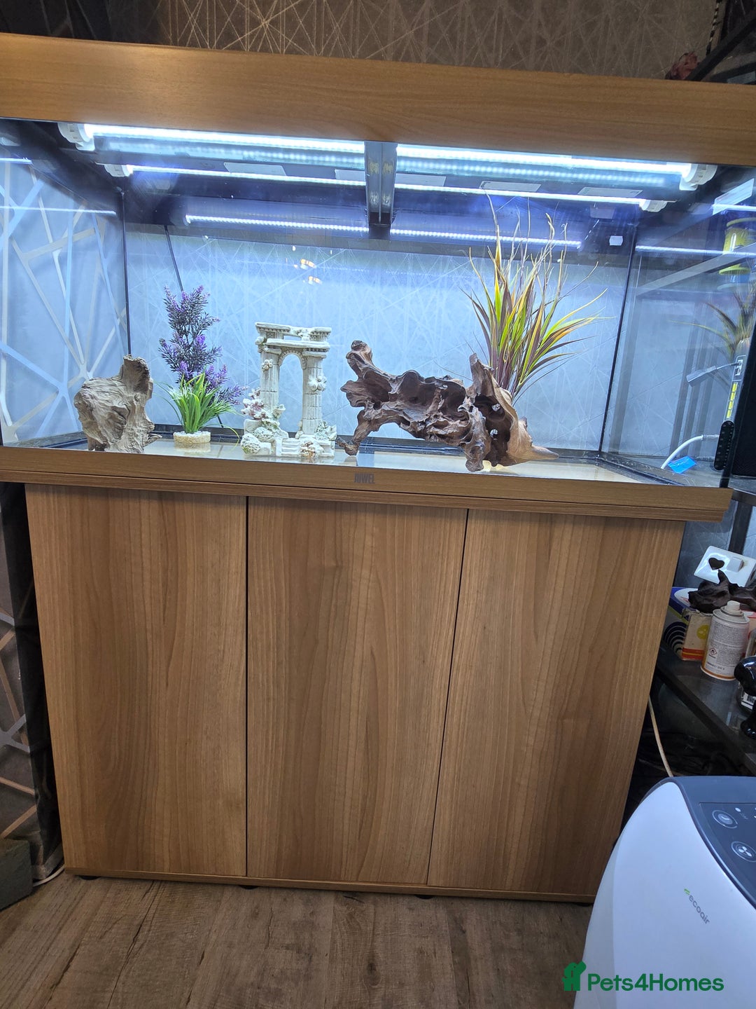 Angelfish fish for sale: Juwel Rio 180l - Image 10