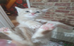Bengal cats for sale: Davina - Image 4