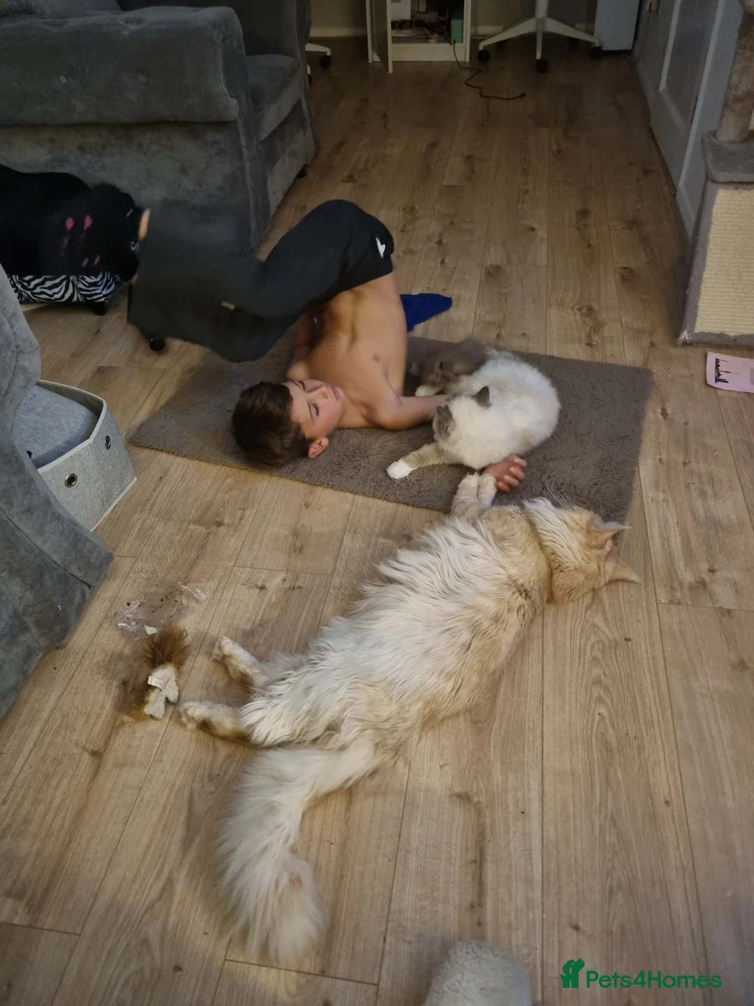 Maine Coon cats for stud: Dual registered Champion winner Maine coon stud in Manningtree - Advert 9