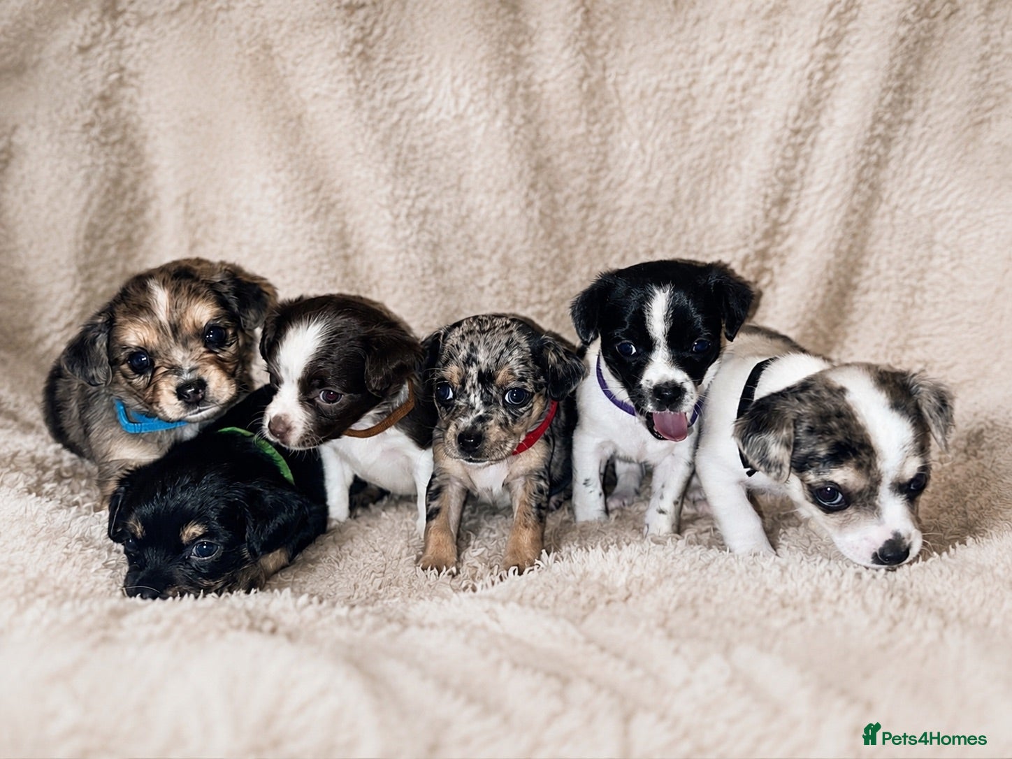 Jack Chi dogs Beautiful jack-chi babies - Advert 2