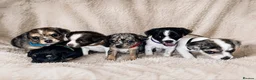 Jack Chi dogs for sale: Beautiful jack-chi babies - Advert 1