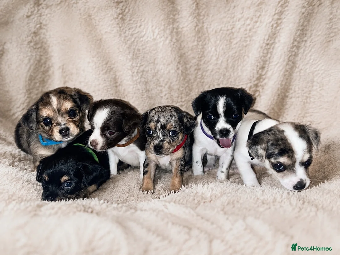 Jack Chi dogs for sale: Beautiful jack-chi babies - Advert 1
