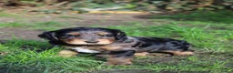 Cocker Spaniel dogs for sale: Gorgeous Schnocker puppies - Advert 14