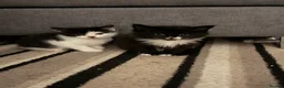 Mixed Breed cats for sale: Black & white kitten  - Advert 8