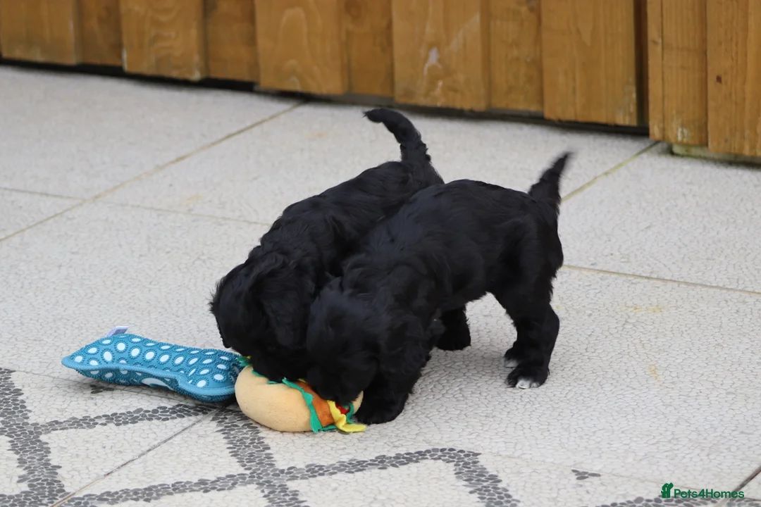 Cockapoo dogs for sale: F1 Cockapoo puppies for sale - Advert 27