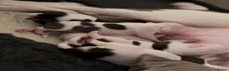 Mixed Breed dogs for sale: Beautiful American Bully x Staffy Puppies in Arundel - Advert 9