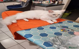 Ragdoll cats for sale: Beautiful Ragdoll Kittens  - Image 35