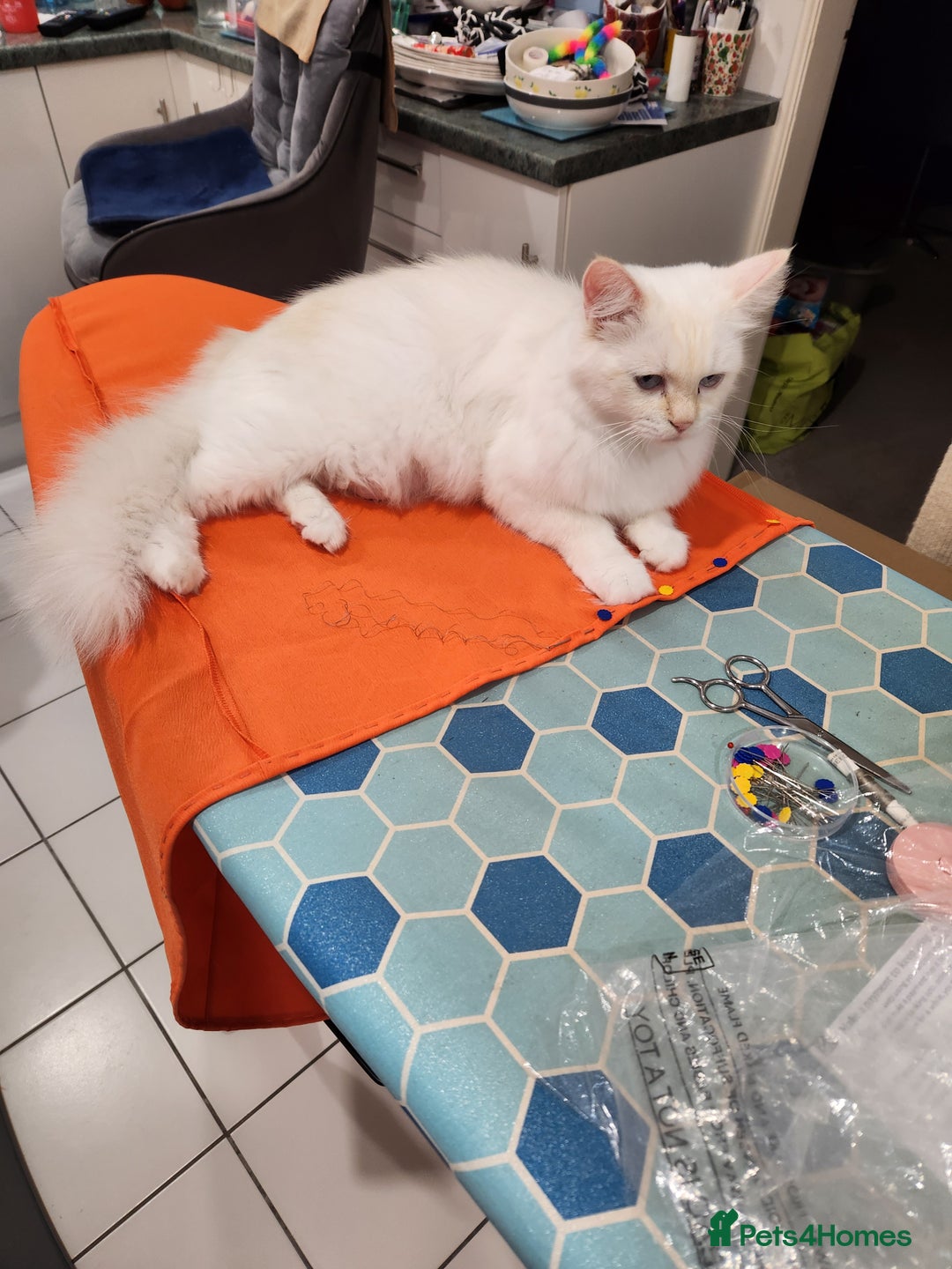 Ragdoll cats for sale: Beautiful Ragdoll Kittens  - Image 35