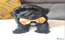 Shihpoo dogs for sale: Adorable little Shihpoo's, sold fully vaccinated - Image 20