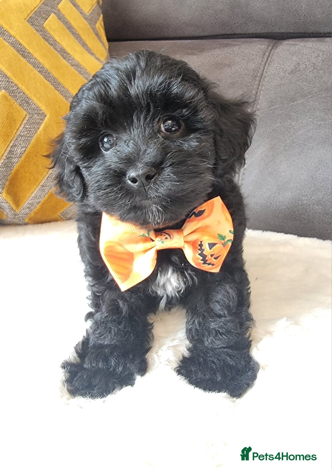 Shihpoo dogs for sale: Adorable little Shihpoo's, sold fully vaccinated - Image 20