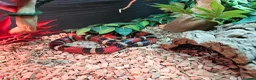 Milk Snake reptiles for sale: Milk snake and vivarium full set up for sale - Advert 6