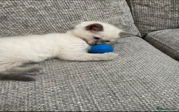 Ragdoll cats for sale: Beautiful 10-Week-Old Blue Point Ragdoll Kittens - Image 4