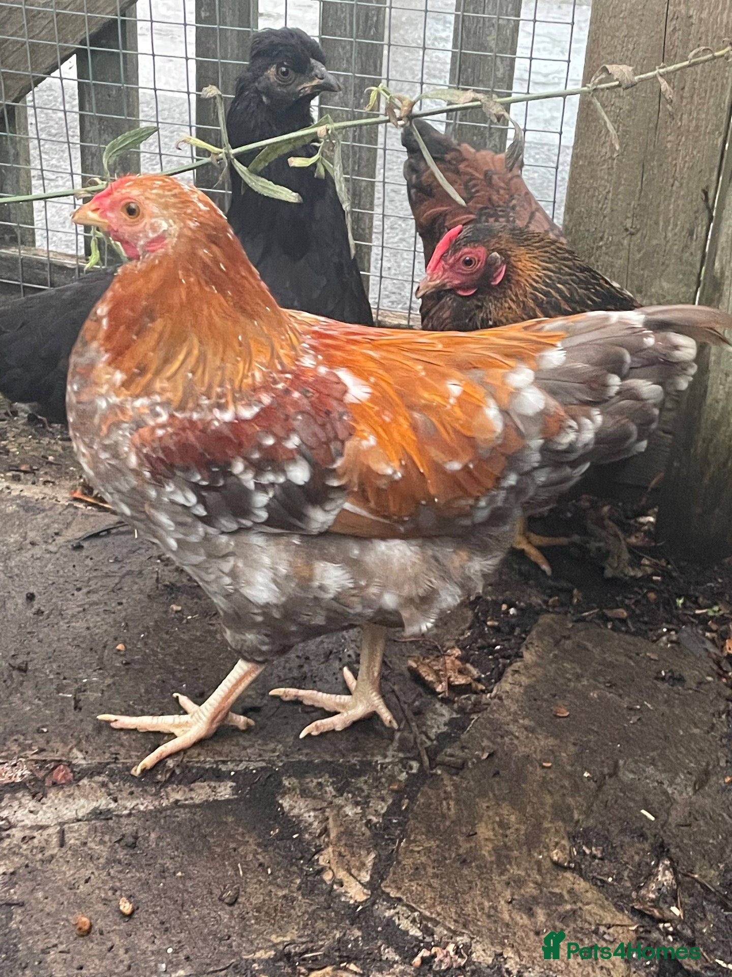Chickens poultry Hand-Reared Bantam Wyandotte Chicks – 3 Available - Advert 1