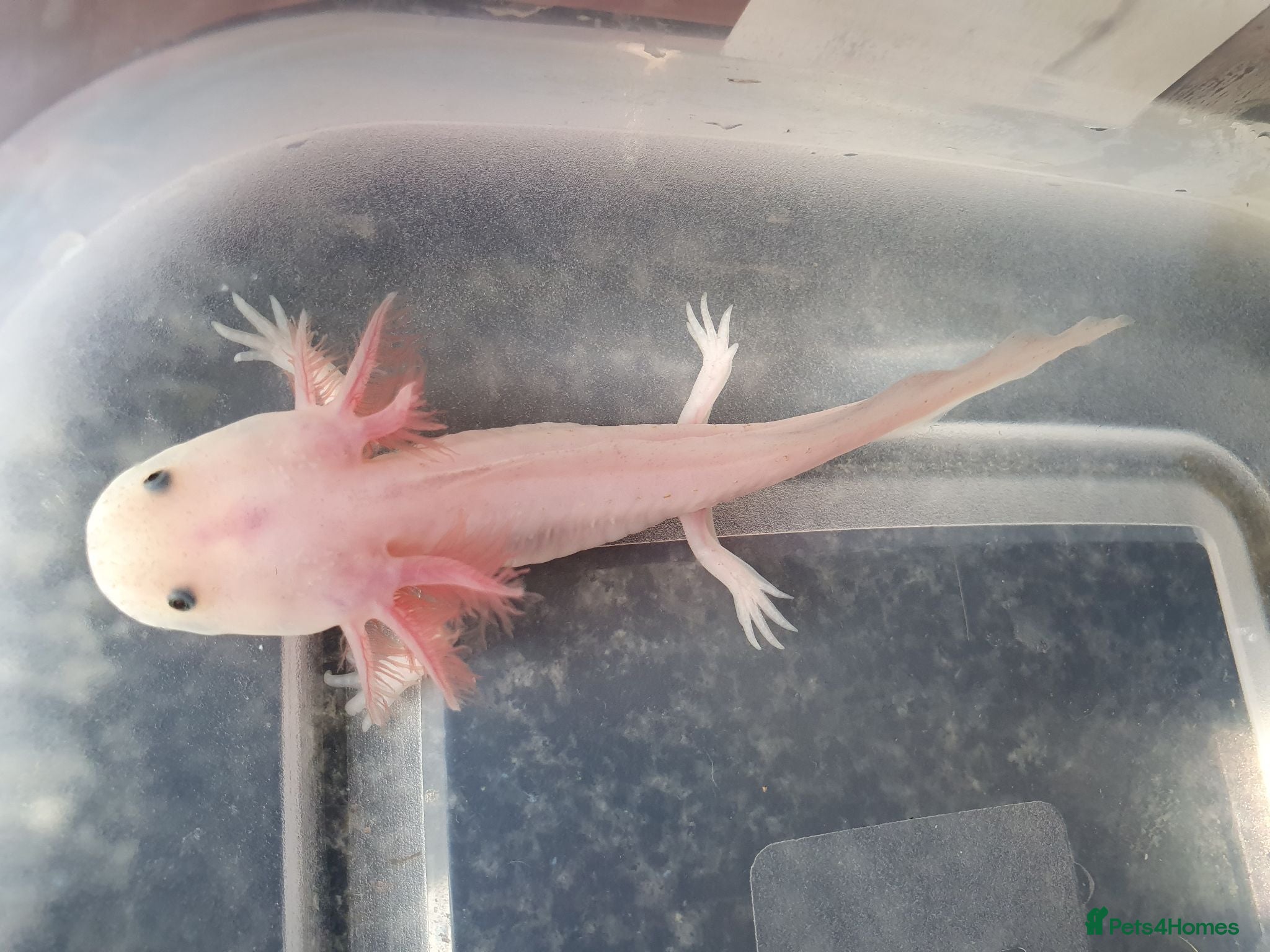 Axolotl reptiles Baby axolotls  - Advert 2
